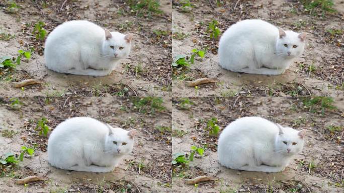 白猫丑猫在户外土地上休息