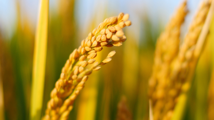 农业丰收水稻稻穗