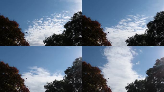 延时摄影白云从树林上方流过
