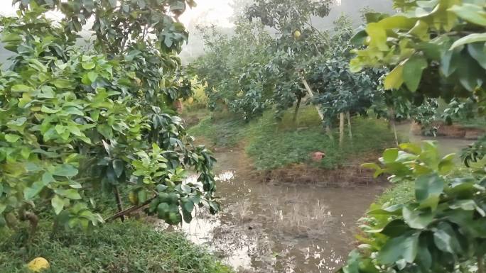 荒废空地田间多种经营 立体种植闲置土地