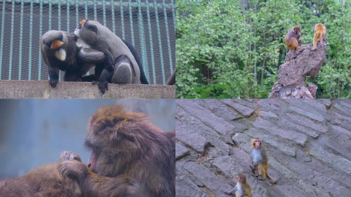 各种猴子生活