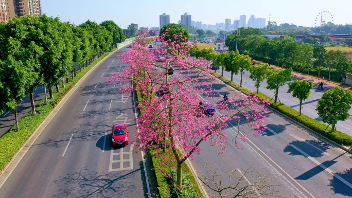 南宁秀厢大道道路隔离带 异木棉花开了