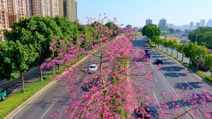 异木棉花开了 城市快速环线 公路隔离带