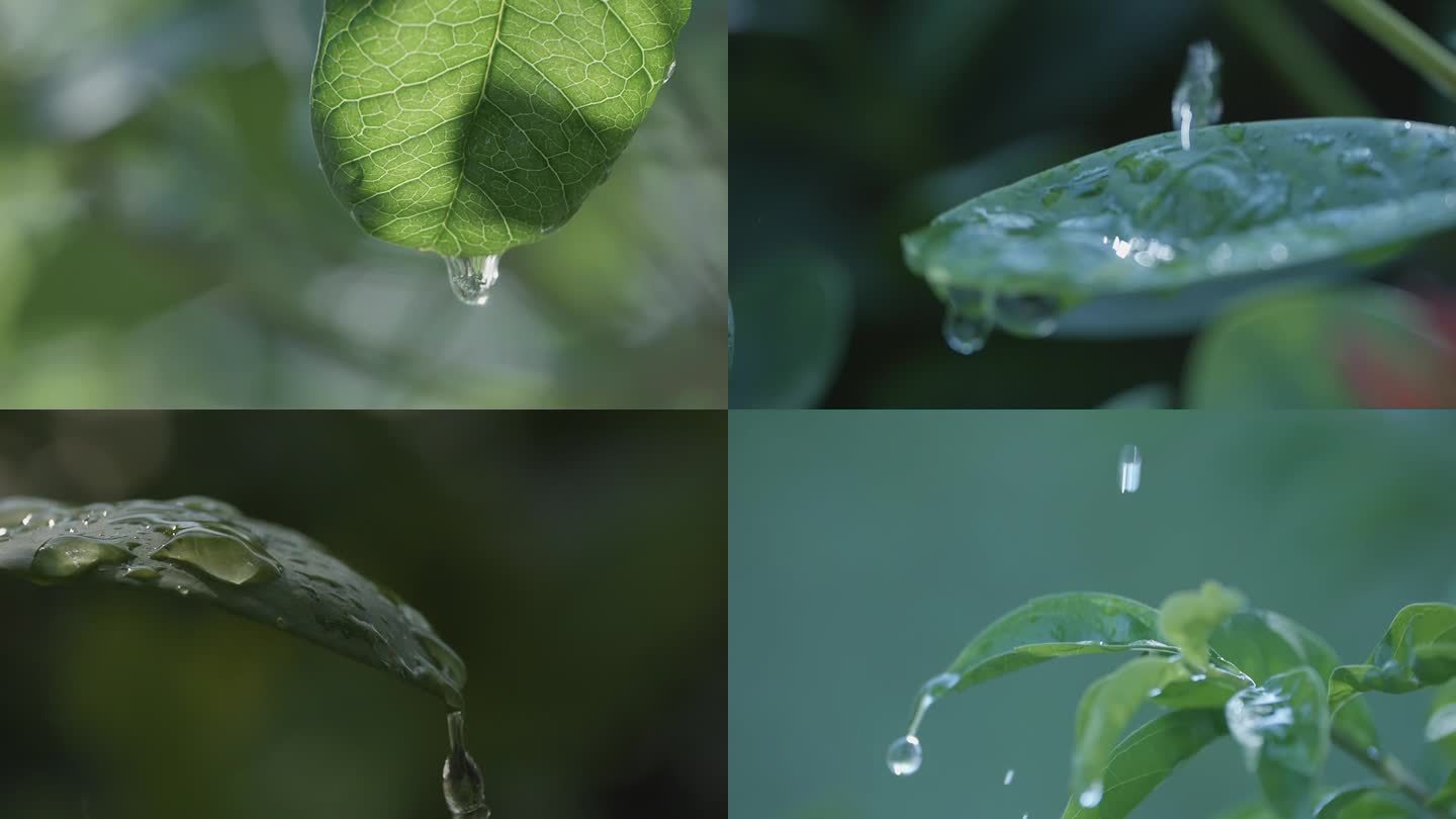 树叶上的水滴特写