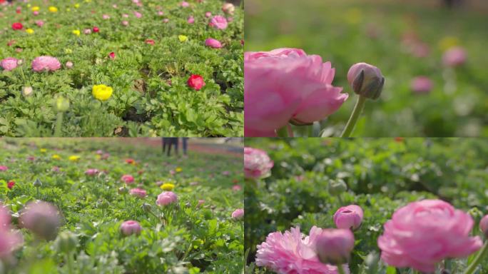 春天花毛茛开花