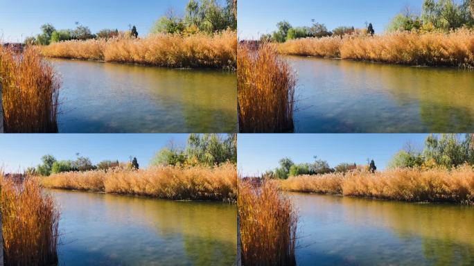 池塘 河水 芦苇丛 美景