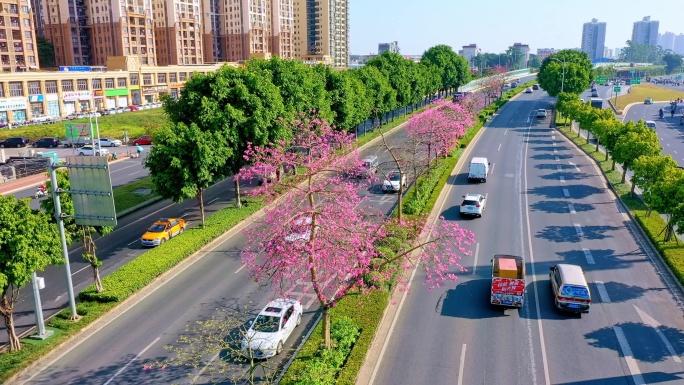 异木棉花开了 城市快速环线 公路隔离带