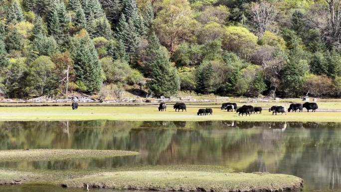 湖边的牦牛