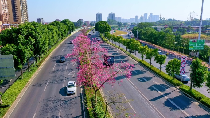 南宁秀厢大道道路隔离带 异木棉花开了