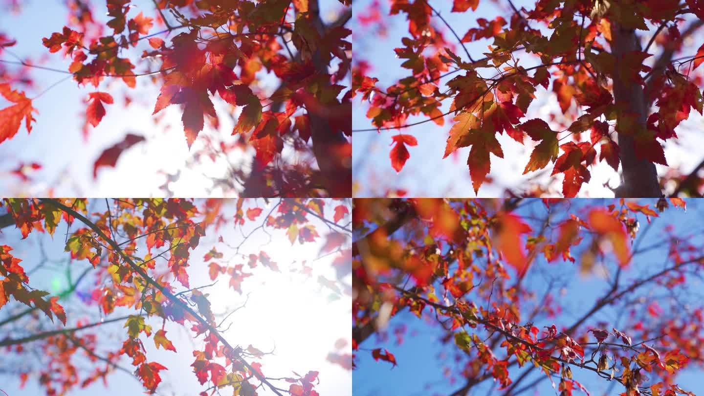 北京奥森初秋的红叶