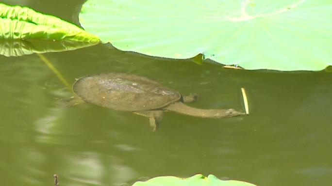 池中甲鱼