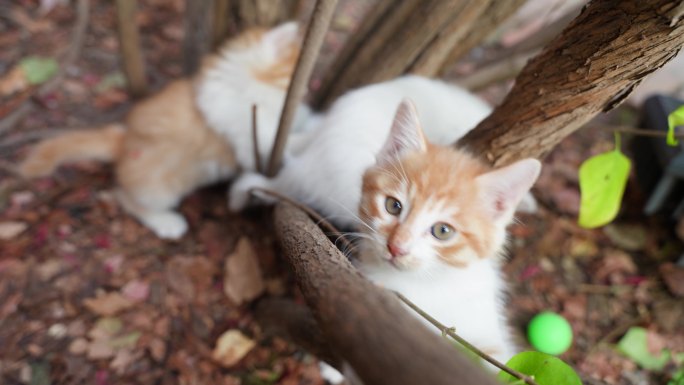 小奶猫在玩耍打闹爬树