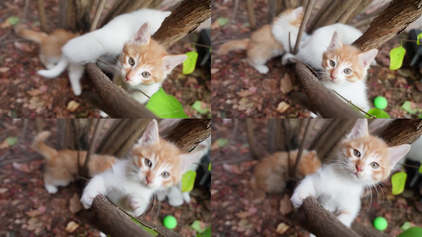 小奶猫在玩耍打闹爬树