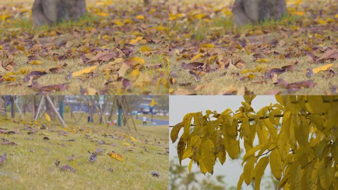 秋天枯黄树叶飘落02