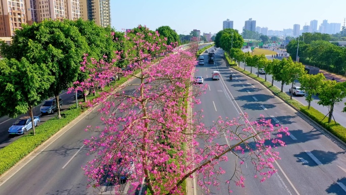 城市快速环线 公路 道路隔离带 异木棉花