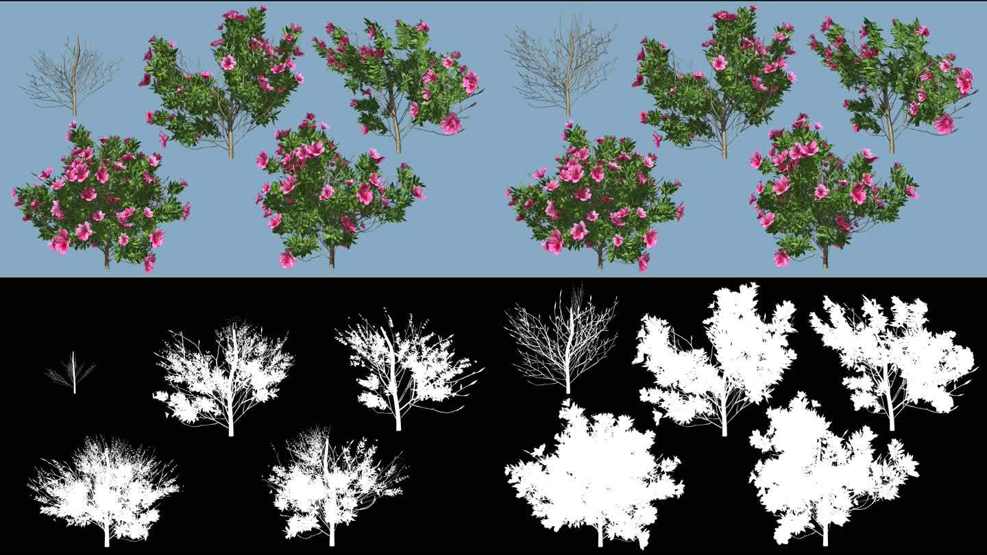 花树生长绽放过程动画