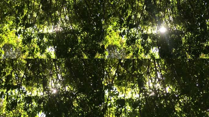 大树 树杈 缝隙 光线