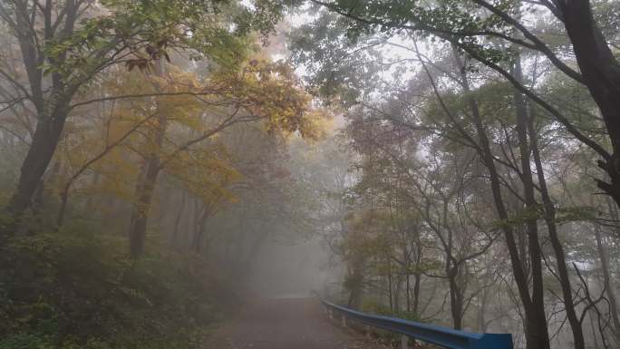 秋天晨雾树林道路