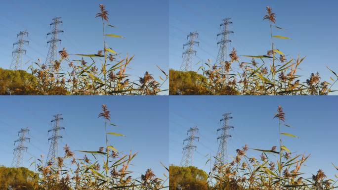 秋季芦苇随风摆动铁塔