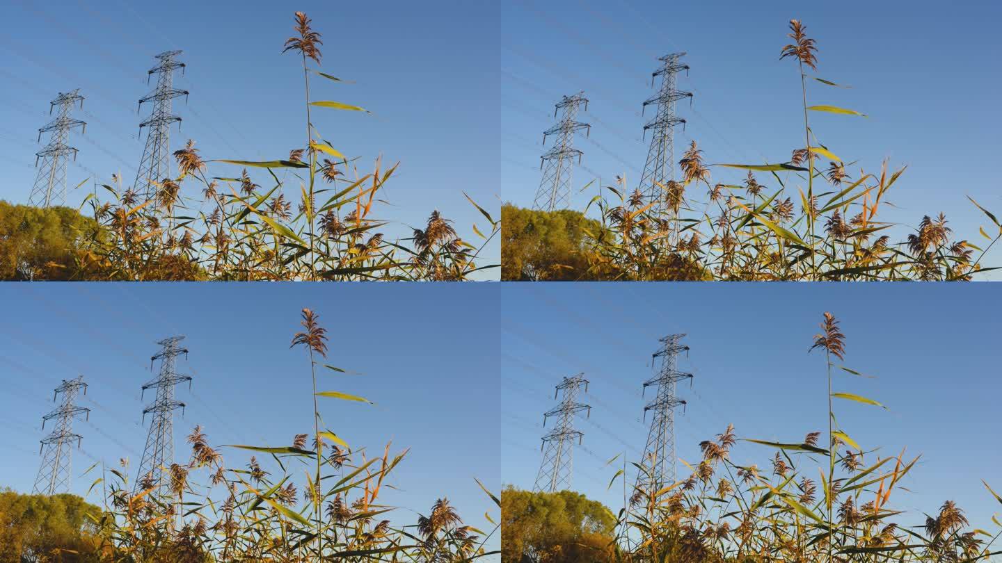 秋季芦苇随风摆动铁塔