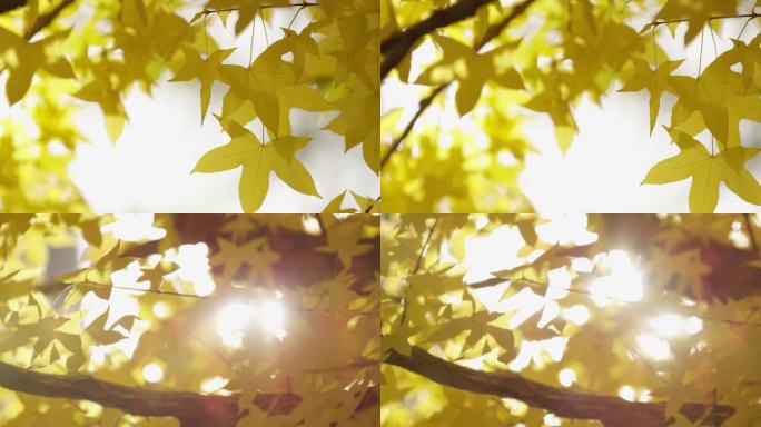 秋天，树叶逆光阳光枫叶，特写空镜