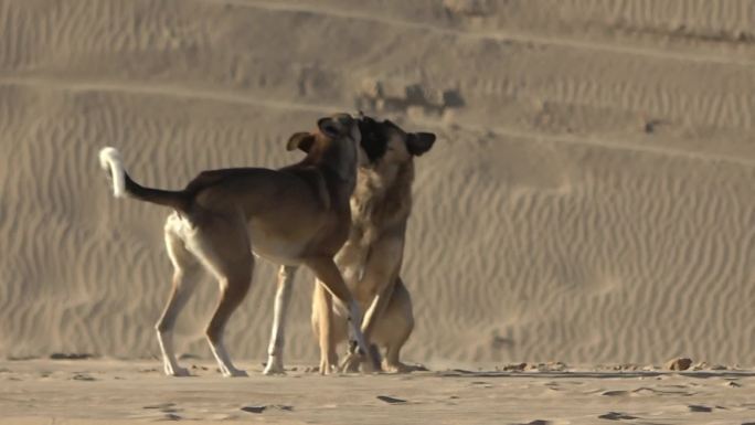 沙漠骆驼猎狗  牧人生活