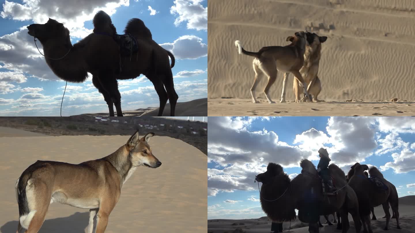 沙漠骆驼猎狗  牧人生活