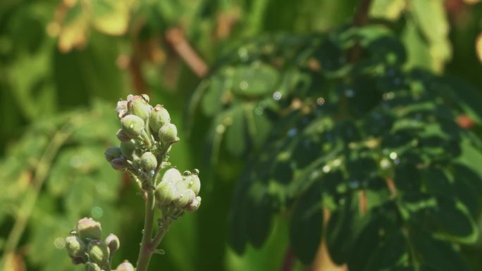 露水合集 叶子水珠露珠