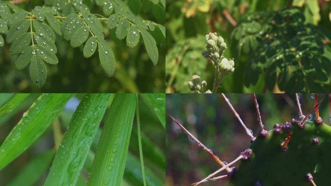 露水合集 叶子水珠露珠