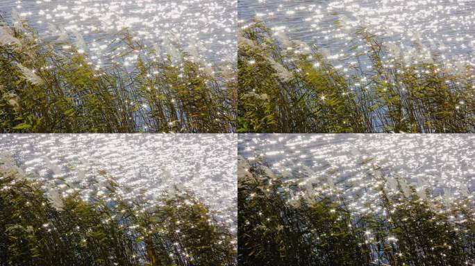 波光潋滟的芦苇花