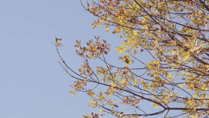 秋色 芦苇 柳树 黄叶 阳光 公园 金黄