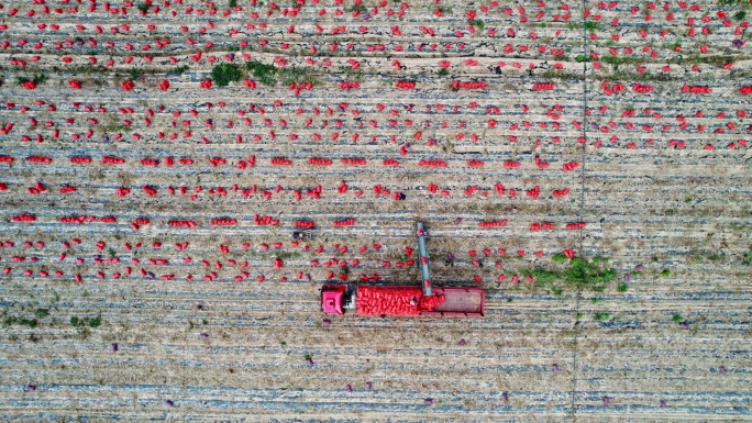 卡车和农业机械收获新鲜土豆鸟瞰图