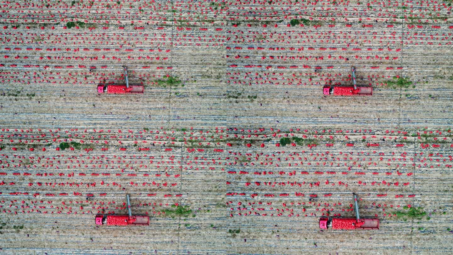 卡车和农业机械收获新鲜土豆鸟瞰图