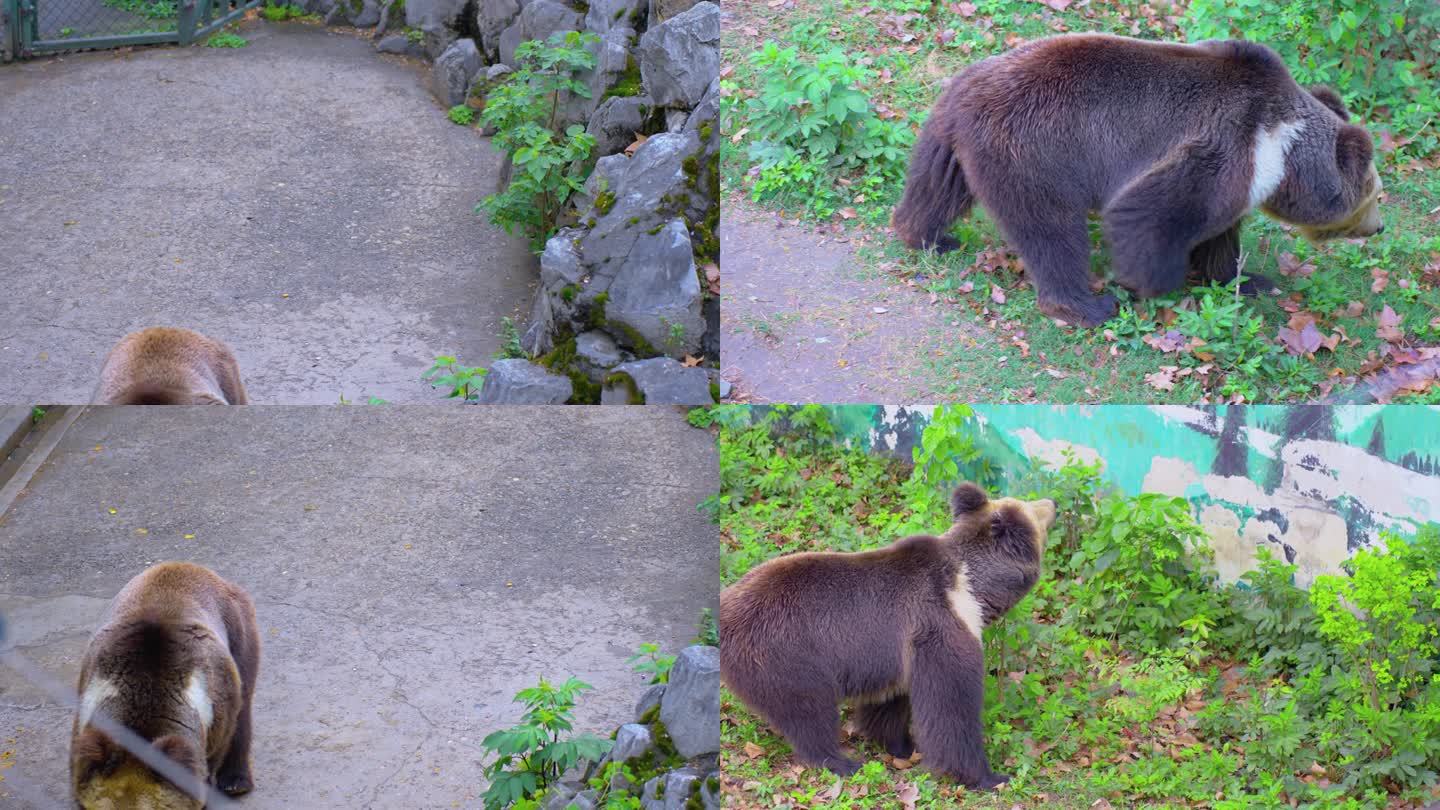 黑熊大棕熊散步