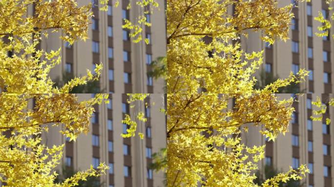 城市小区树 居民楼，秋天空镜，金秋枫树