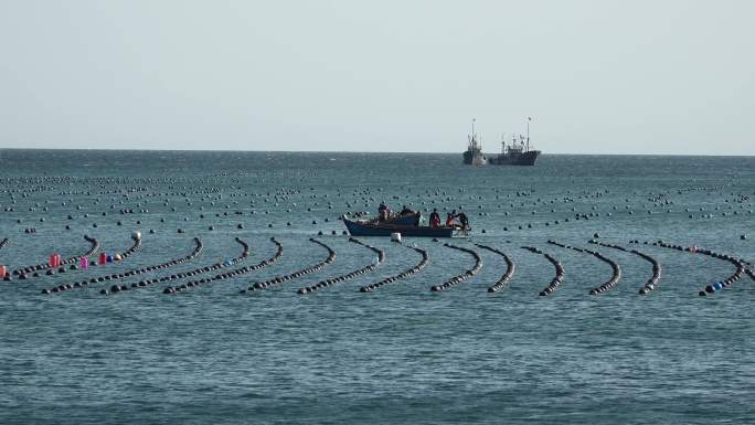海水海面海平线渔业养殖作业的渔船海鸥