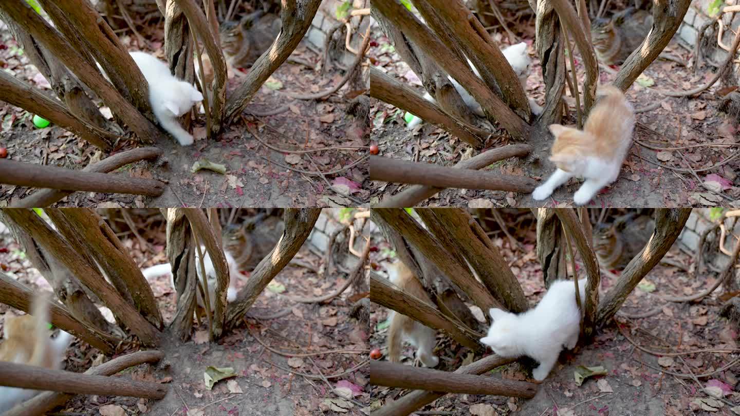 小奶猫在玩耍打闹爬树