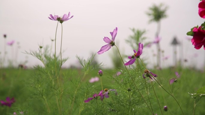 花草