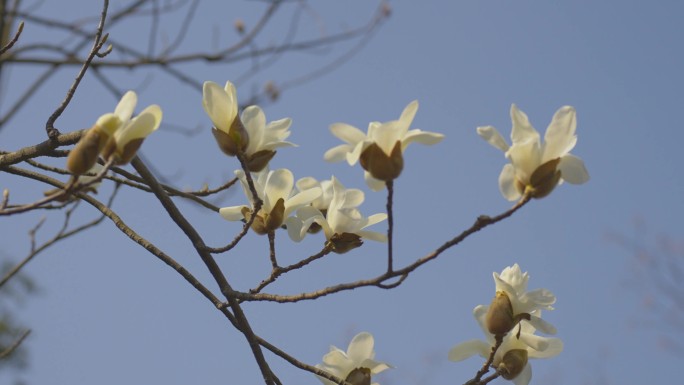 春天白玉兰开花