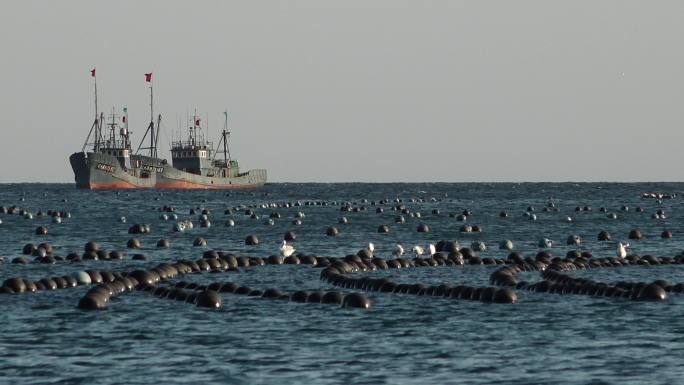 海水海面海平线渔业养殖捕捞作业的渔船海鸥