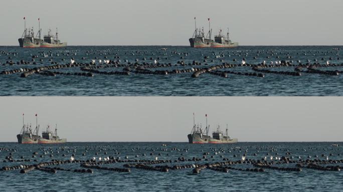 海水海面海平线渔业养殖捕捞作业的渔船海鸥