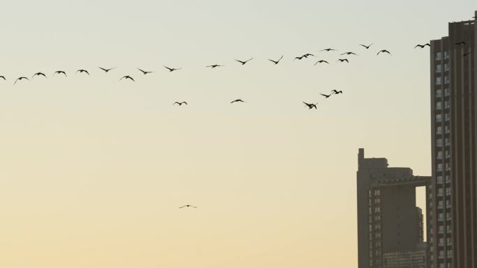 一群大雁飞向通州大运河