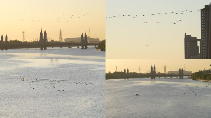 一群大雁飞向通州大运河