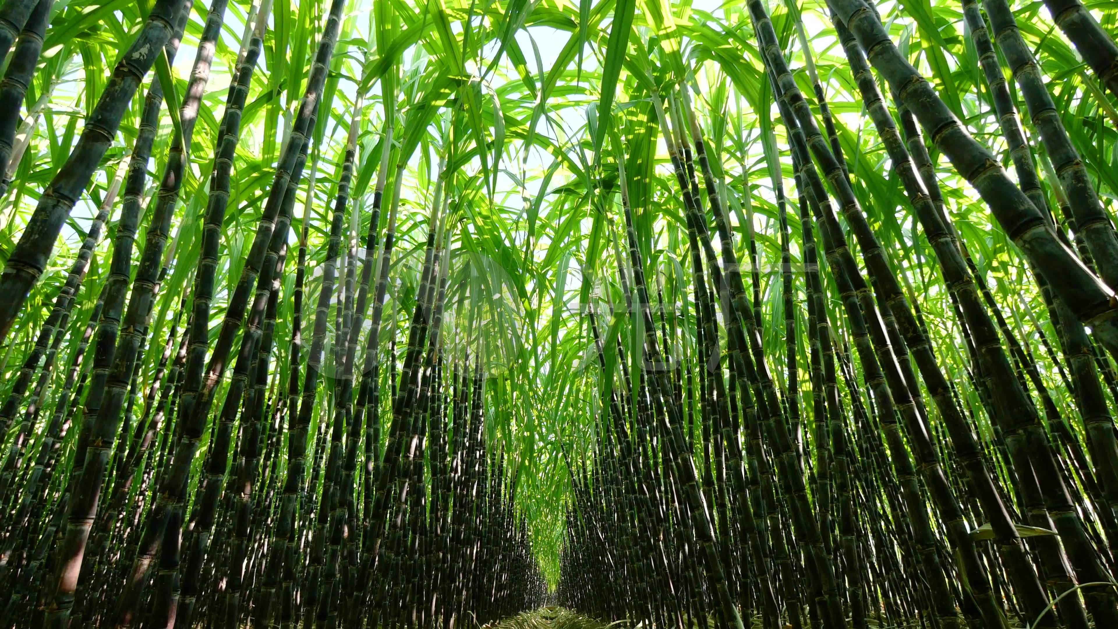 甘蔗的种植技术与管理技术 - 花百科