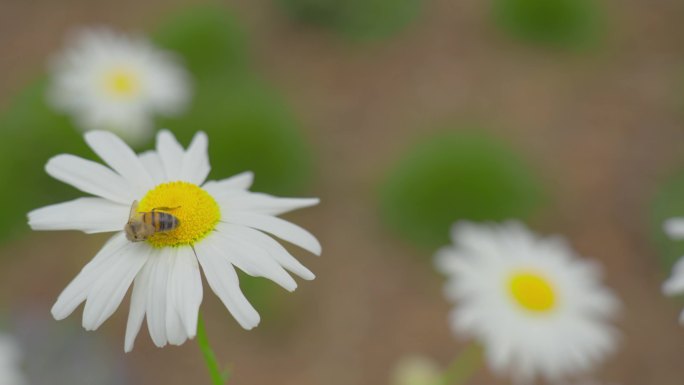 菊花大滨菊02