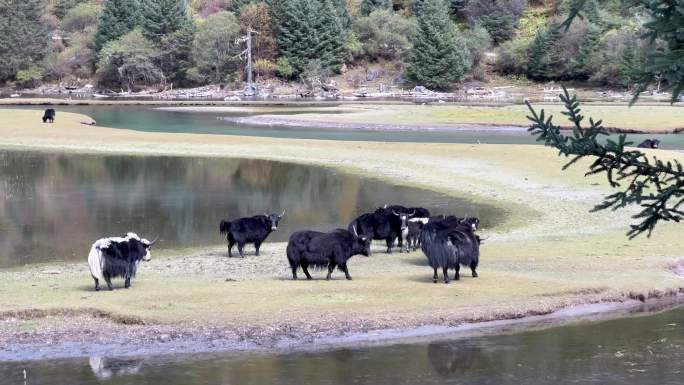 高原牦牛