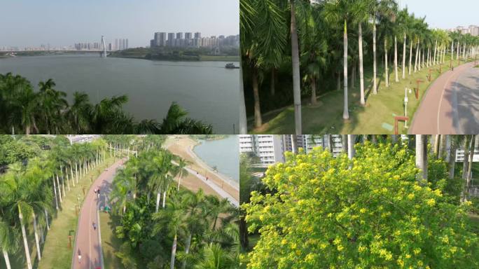 城市绿化大王椰子树