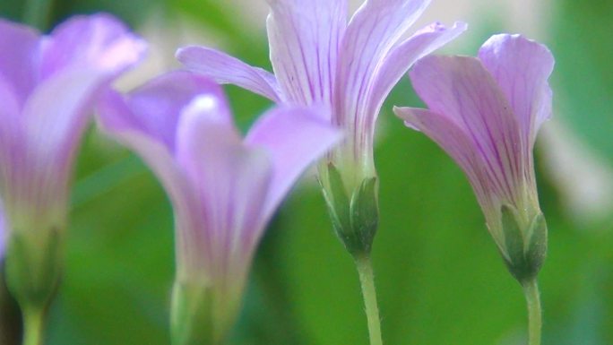 红花酢浆草花开茂盛