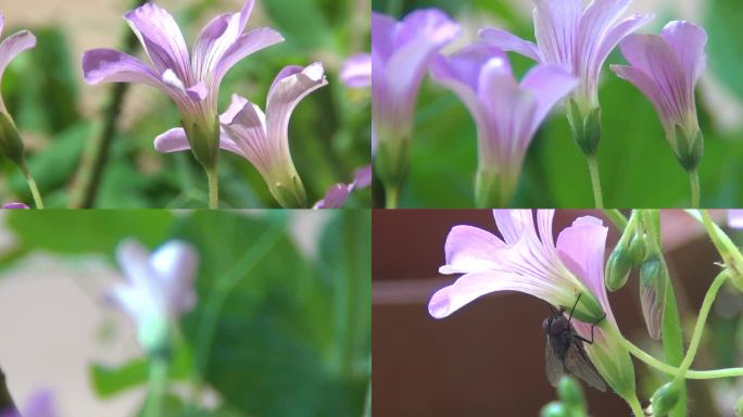 红花酢浆草花开茂盛