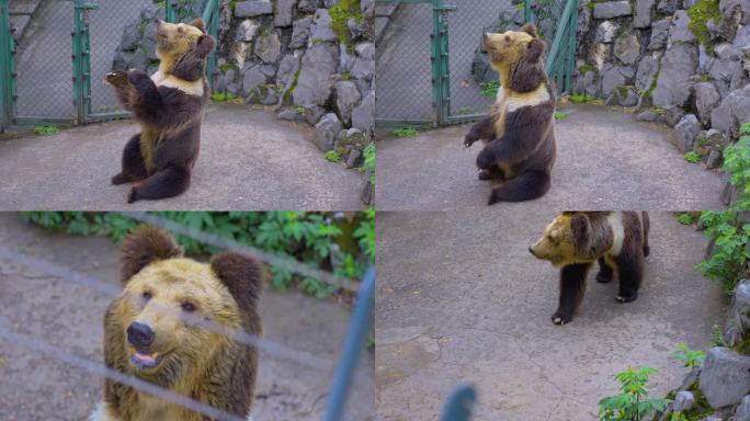 成年大棕熊